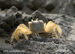 Photo of crab krab